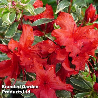 Rhododendron 'Girard's Variegated Hot Shot' (Azalea