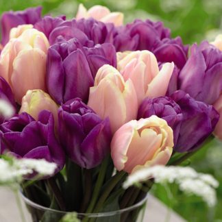 Tulip 'Magic Lavender' and 'Mango Charm'
