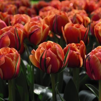 Tulip 'Queensday'