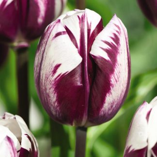 Tulip 'Blueberry Ripple'
