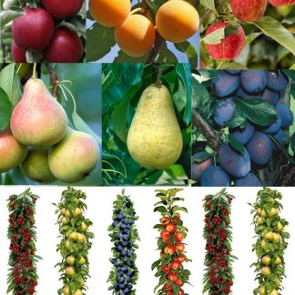 Grow Your Own Fruit Trees - The Autumn Abundance Orchard Bundle - 5 Different Trees