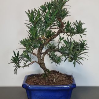 Bonsai Podocarpus Chinensis - Chinese Yew