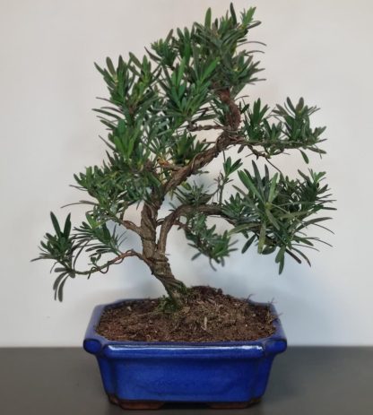 Bonsai Podocarpus Chinensis - Chinese Yew