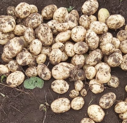 Elland - Main Crop Seed Potatoes - Pack of 10