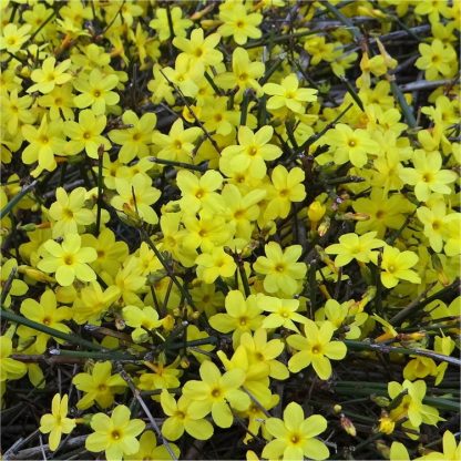 Jasminum Nudiflorum - Winter Jasmin - Bright Yellow Flowering Winter Jasmine