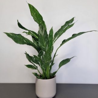 Spathiphyllum Diamond - Variegated Peace Lily