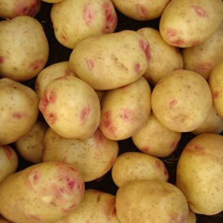 Picasso - Main Crop Seed Potatoes - Pack of 10