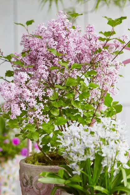 Dwarf Korean Lilac - Syringa Josee - Large Plant