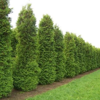 Thuja Occidentalis 'Brabant' - Pack of Ten Circa 30-40cm Hedging Conifers