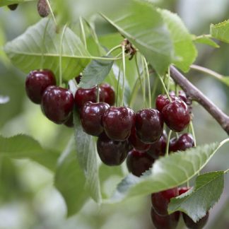 Patio Fruit Tree - Cherry -  Prunus Avium Sunburst