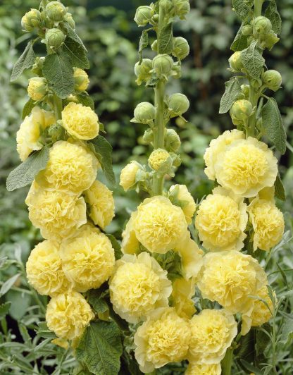 Alcea Chaters Double Yellow - Hollyhock (Althea)