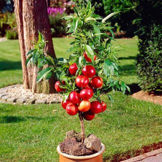 Nectarine 'Garden Beauty' Patio Tree