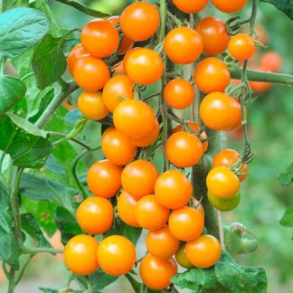 Cherry Tomato 'Sungold'