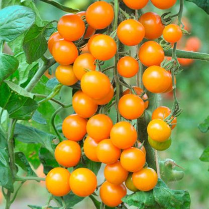 Cherry Tomato 'Sungold'