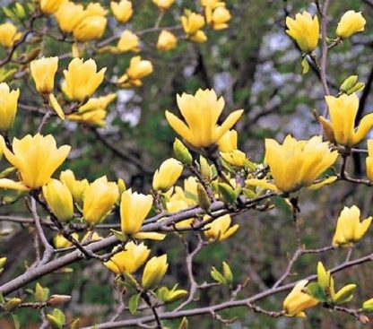 Magnolia Denudata Yellow River