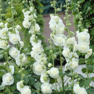 Alcea Chaters Double White - Hollyhock (Althea)