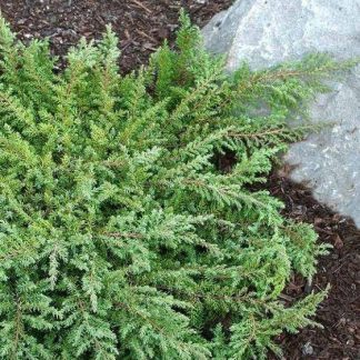 Juniperus Communis Repanda 'Green Carpet'