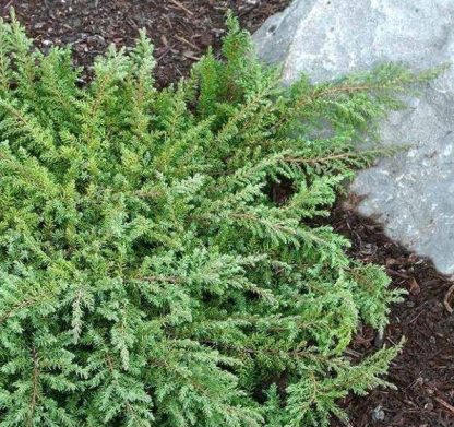Juniperus Communis Repanda 'Green Carpet'