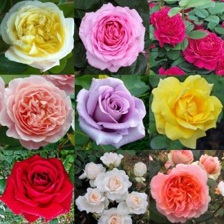 Luxury Garden Roses - Premier Collection - Pack of Six Assorted Bush Roses