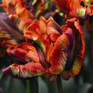 Tulip 'Rasta Parrot'