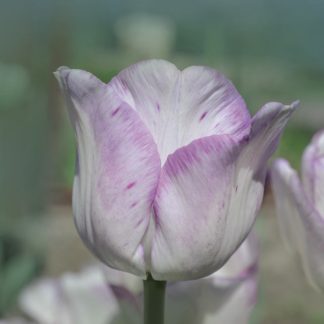 Tulip 'Shirley'