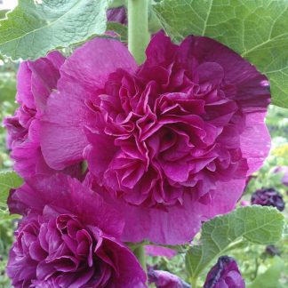 Alcea Chaters Double Purple - Hollyhock (Althea)