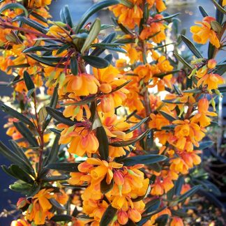 Berberis Linearifolia 'Orange King'