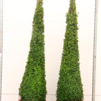 Contemporary Topiary Box Pyramid - Premium Quality Topiary Buxus - XXL 135-145cm