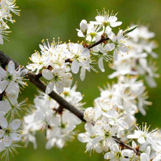 Prunus Spinosa - Blackthorn - Bare Root Hedging 60-80cm - Pack of 12