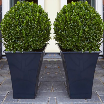 Pair of Premium Quality Topiary Buxus Balls With Stylish Contemporary Flared Slate Black Planters