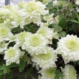 Clematis Manju - New & Exclusive Double Flowering Clematis