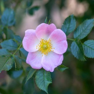 Rosa Canina - Dog Rose - Bare Root Hedging 60-80cm - Pack of 12