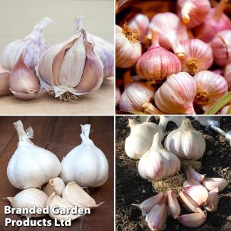 Garlic Bulbs - Lovers Autumn Planting