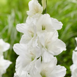 Gladiolus White - Pack of 25 Gladioli Corms