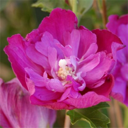 Hibiscus Syriacus Purple Ruffles - Double Flowered Rose of Sharon Hollyhock Tree