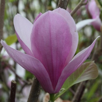 Magnolia Coates