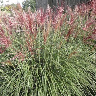 Miscanthus Sinensis Cute One