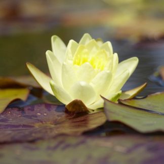 Water Plant - Yellow Water Lily - Nymphaea