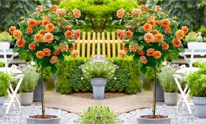 Pair of Standard Orange Flowering Patio Rose Trees