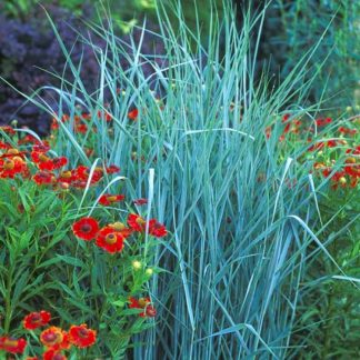 Panicum Prairie Sky - Large Blue Switch Grass