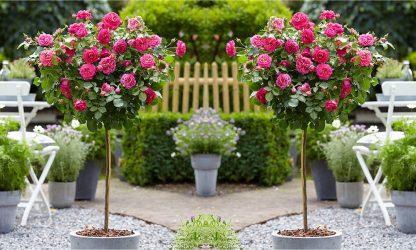 Pair of Standard Pink Flowering Patio Rose Trees