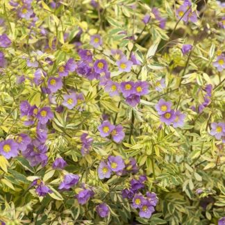 Polemonium Caeruleum Brise D'Anjou - Golden Feathers Jacobs Ladder