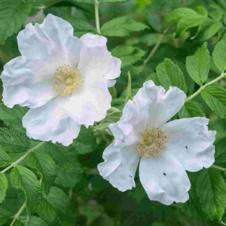 Rosa Rugosa 'Alba' - White Ramanus Rose - Bare Root Hedging 60-80cm - Pack of 12