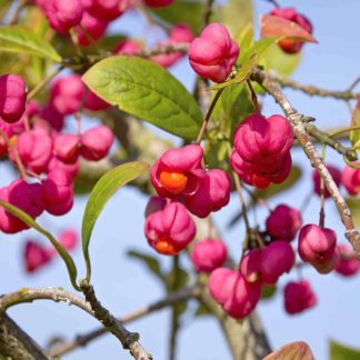 Euonymus Europeaus - Spindle - Bare Root Hedging 60-80cm - Pack of 12