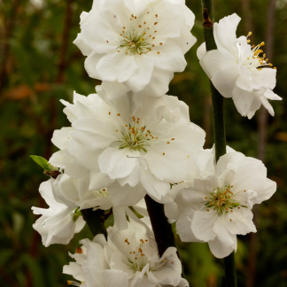 Prunus Persica Taoflora White - Circa 150cm Tall