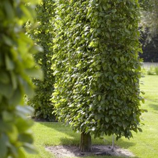 Fagus Sylvatica - Beech - Bare Root Hedging 100-125cm - Pack of 12