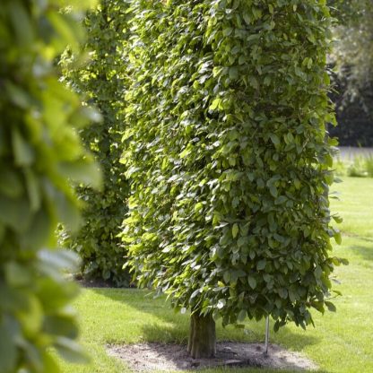 Fagus Sylvatica - Beech - Bare Root Hedging 100-125cm - Pack of 25
