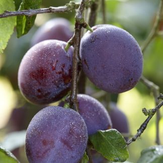 Patio Fruit Tree - Prunus Domestica Jubileum - Plum Tree