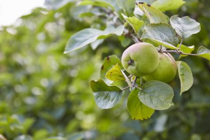 Patio Fruit Tree - Malus Bramley's Seedling - Apple Tree