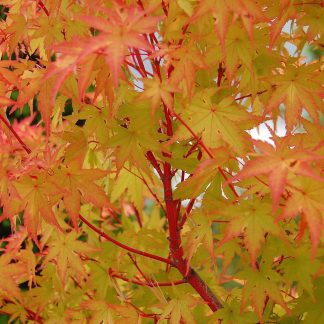 Acer Palmatum Sango Kaku - Coral Bark Maple - Circa 80-120cm